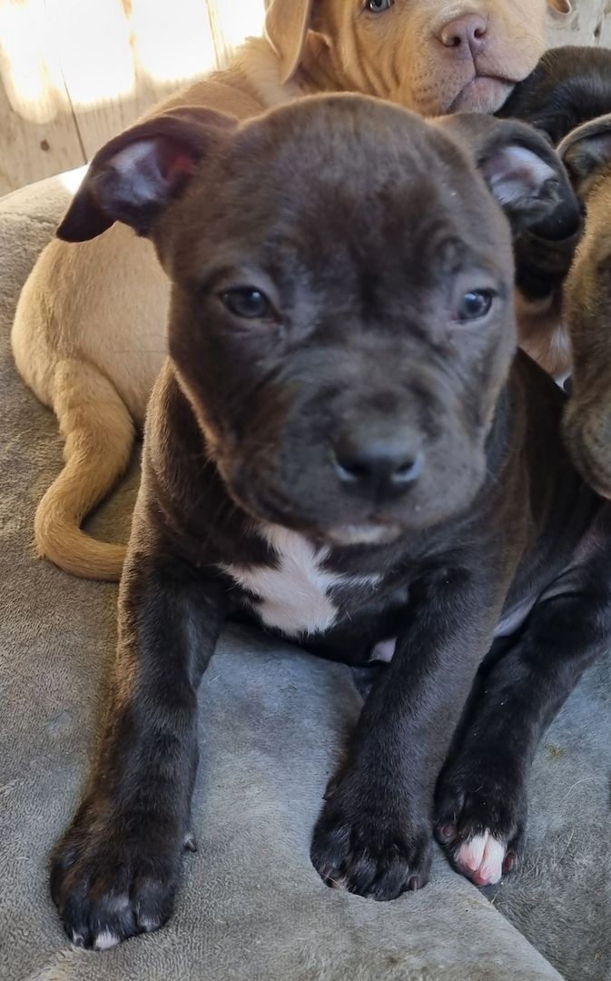 American Bullys suchen ein Zuhause