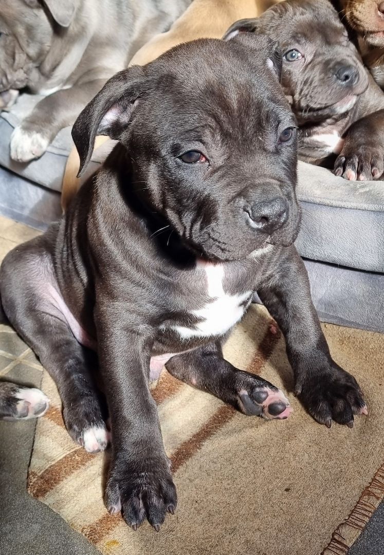 American Bullys suchen ein Zuhause