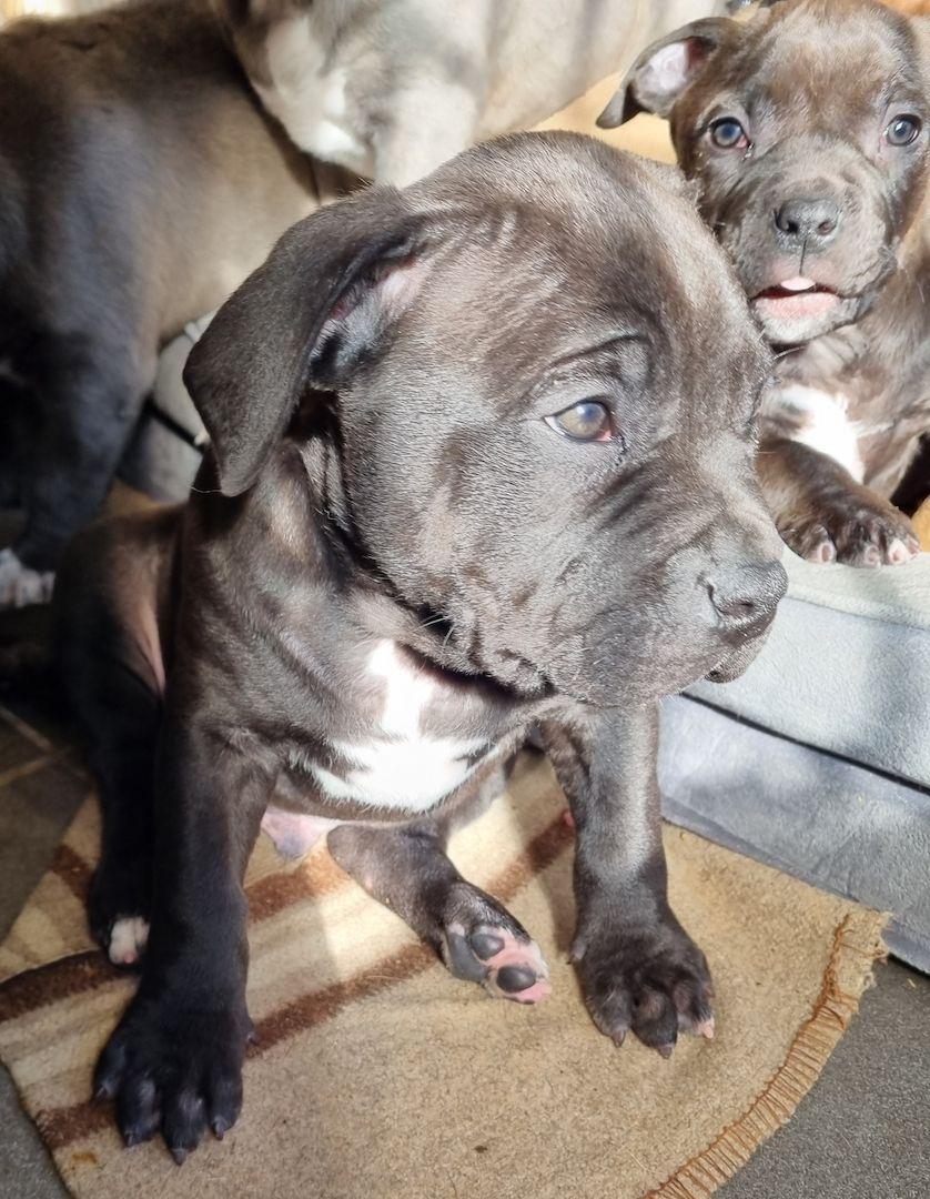 American Bullys suchen ein Zuhause