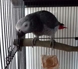 Afrikanische Graupapageien