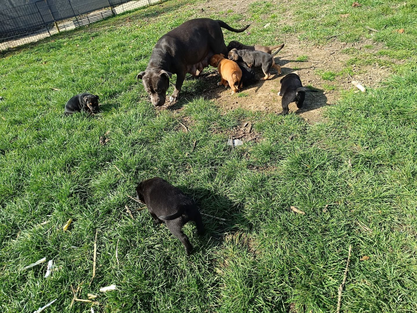 Wunderschöne Mischlingswelpen