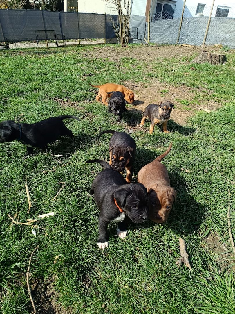 Wunderschöne Mischlingswelpen