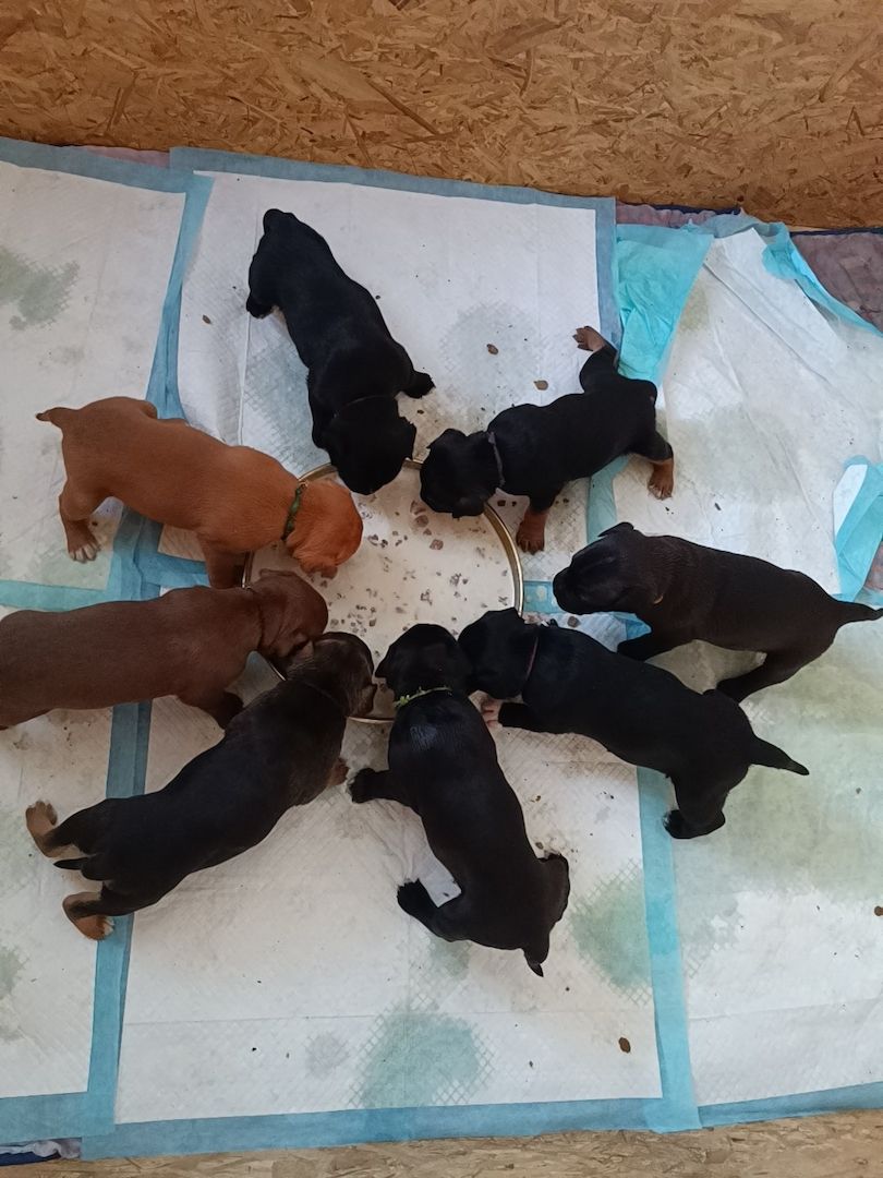 American Bully- Boxer/Labradormix Welpen zu verkaufen