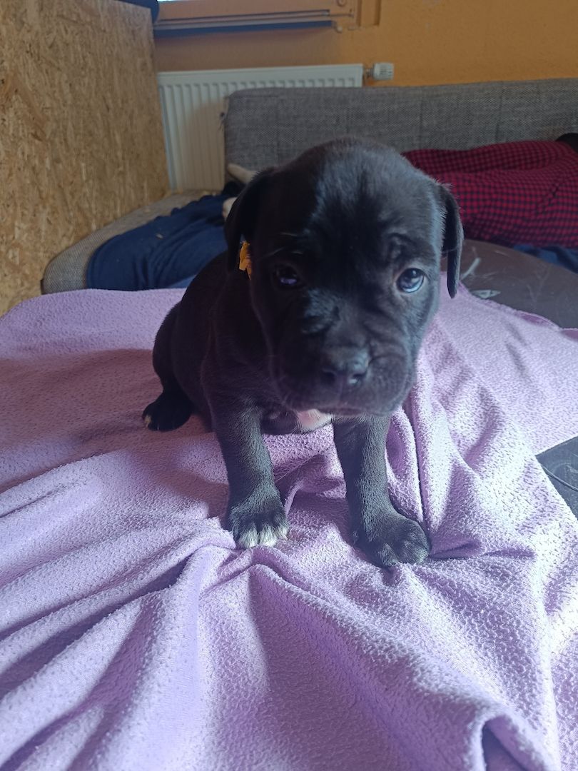 American Bully- Boxer/Labradormix Welpen zu verkaufen
