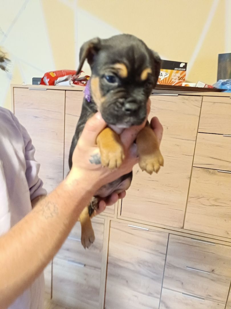 American Bully- Boxer/Labradormix Welpen zu verkaufen