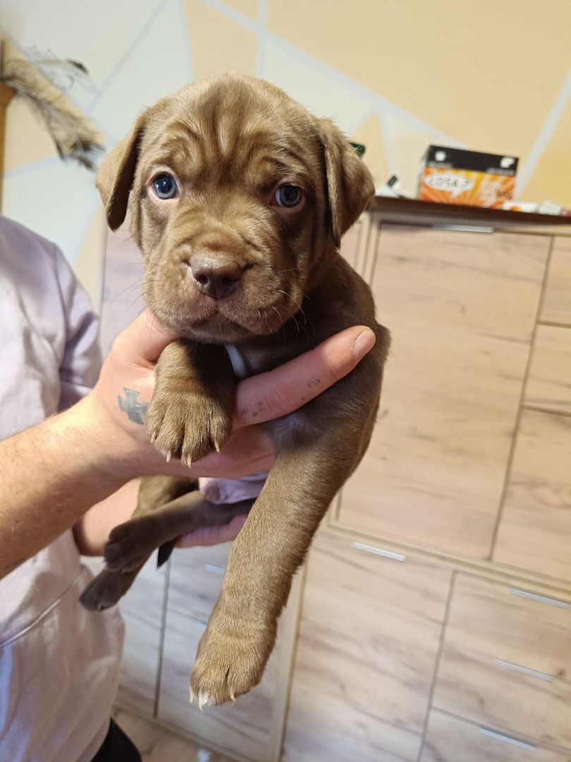 American Bully- Boxer/Labradormix Welpen zu verkaufen