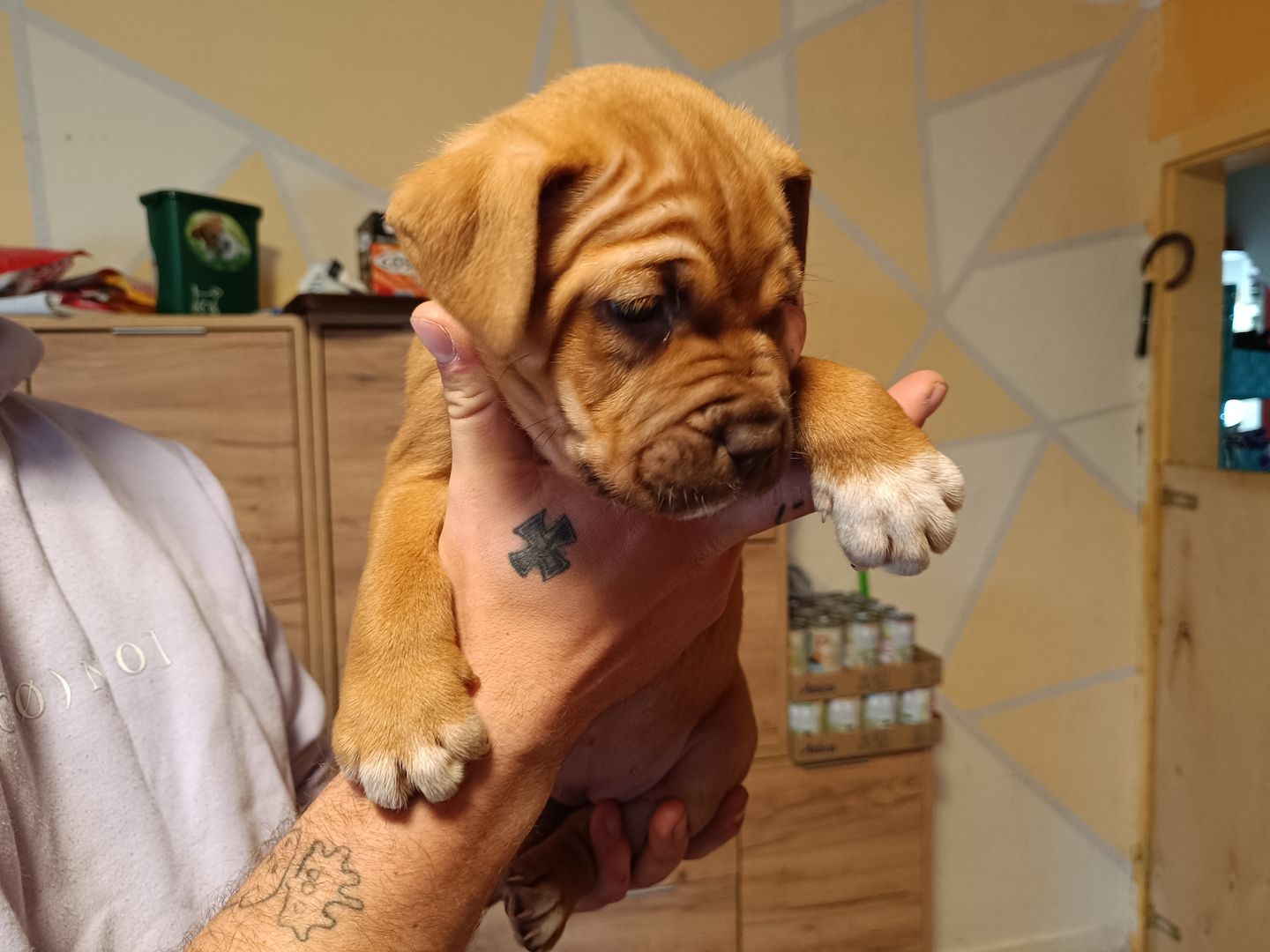 American Bully- Boxer/Labradormix Welpen zu verkaufen