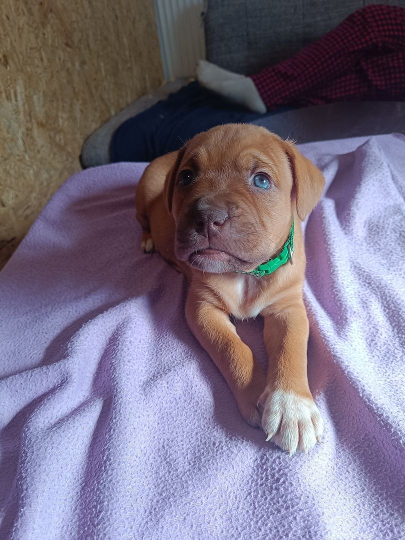 American Bully- Boxer/Labradormix Welpen zu verkaufen