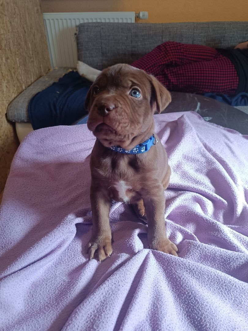 American Bully- Boxer/Labradormix Welpen zu verkaufen