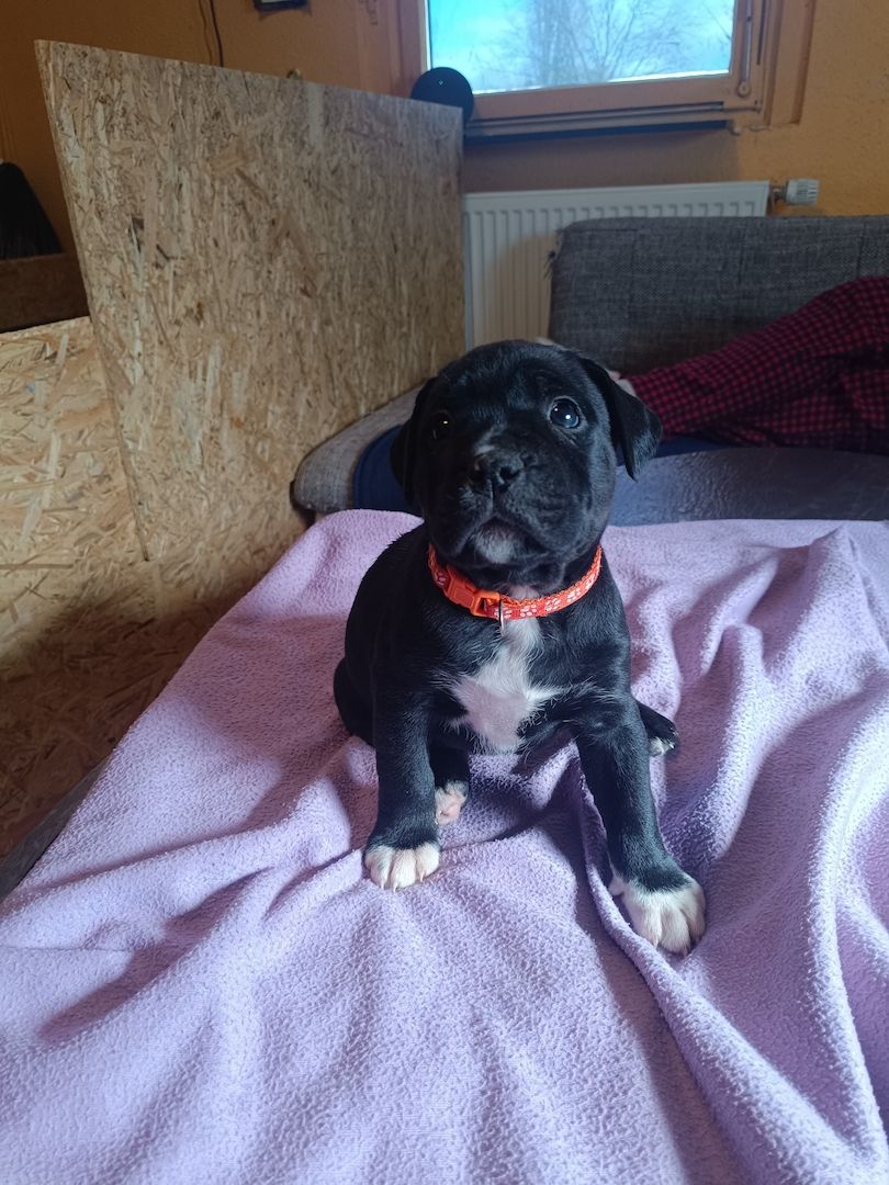 American Bully- Boxer/Labradormix Welpen zu verkaufen