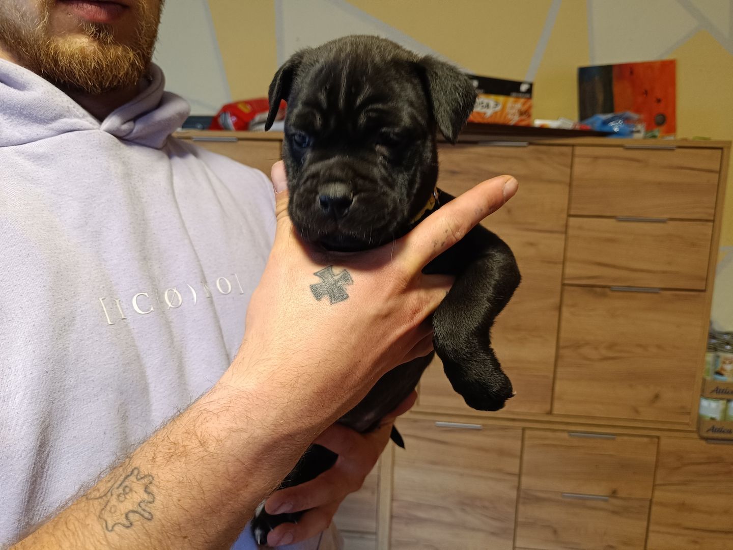 American Bully- Boxer/Labradormix Welpen zu verkaufen
