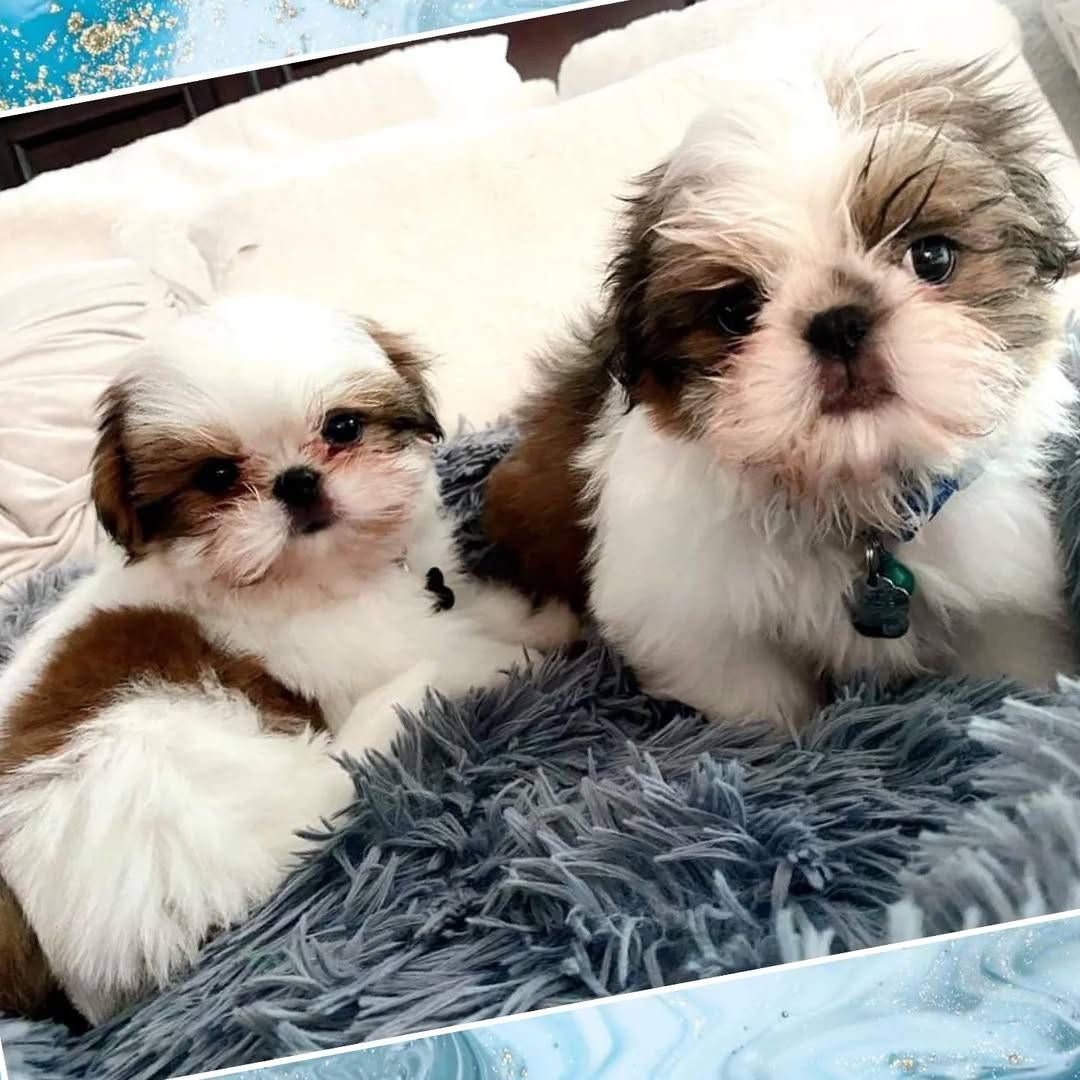 Wunderschöner Shih-Tzu-Welpe