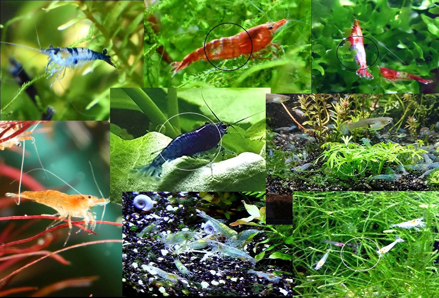 Zwerggarnelen Mixe (ab 0,90€) Versand/ Abholung