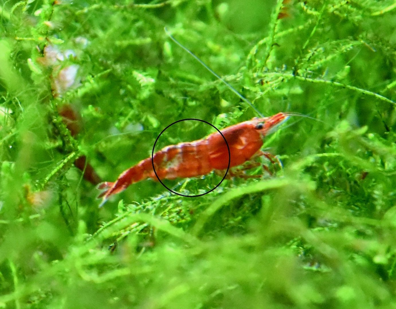 Zwerggarnelen Mixe (ab 0,90€) Versand/ Abholung