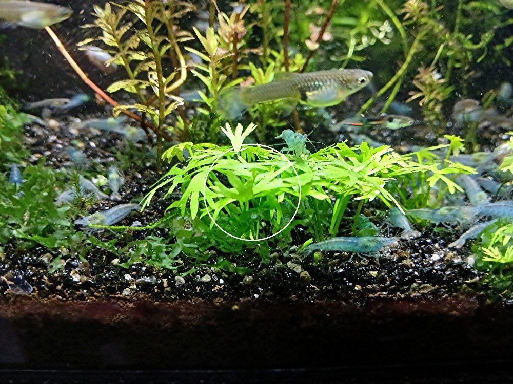 Zwerggarnelen Mixe (ab 0,90€) Versand/ Abholung