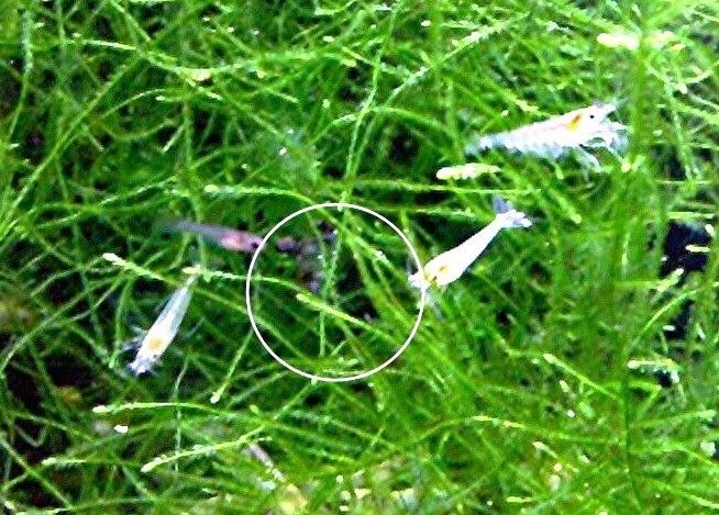 Zwerggarnelen Mixe (ab 0,90€) Versand/ Abholung