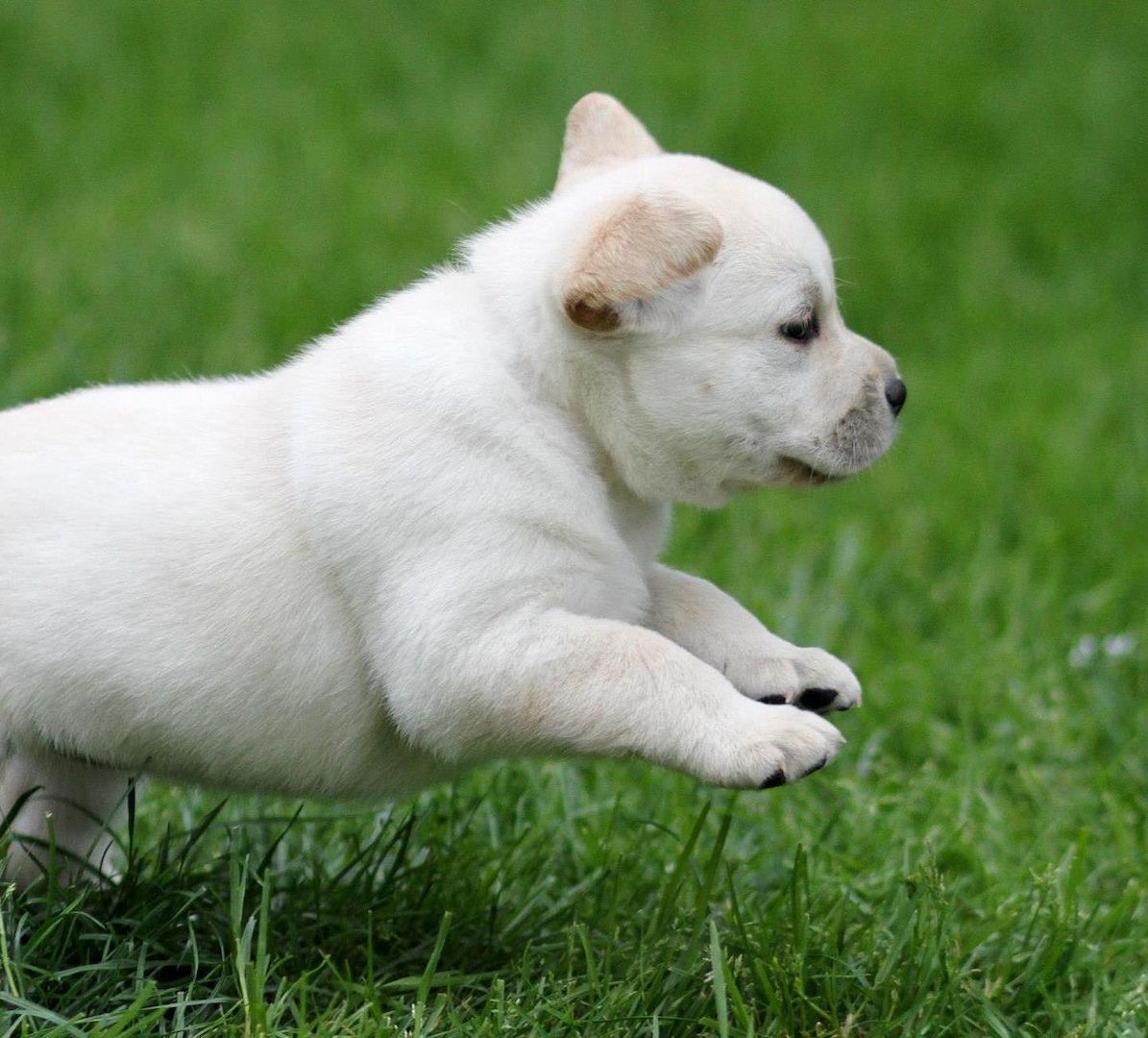 Labrador Retriever in liebevolle Hände abzugeben