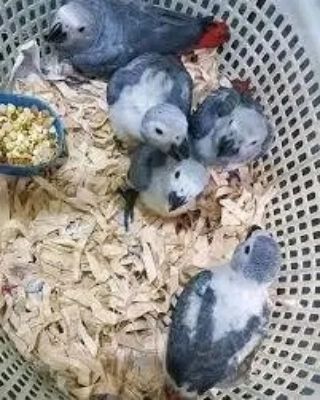 Ein Paar sprechende Graupapageien