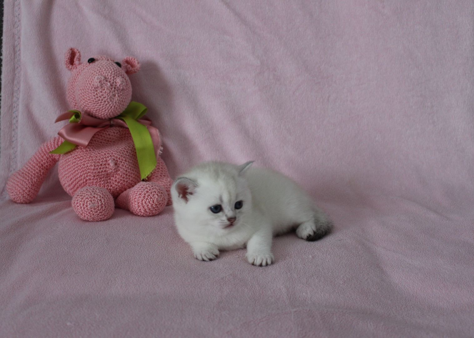 Reinrassige BKH Kitten