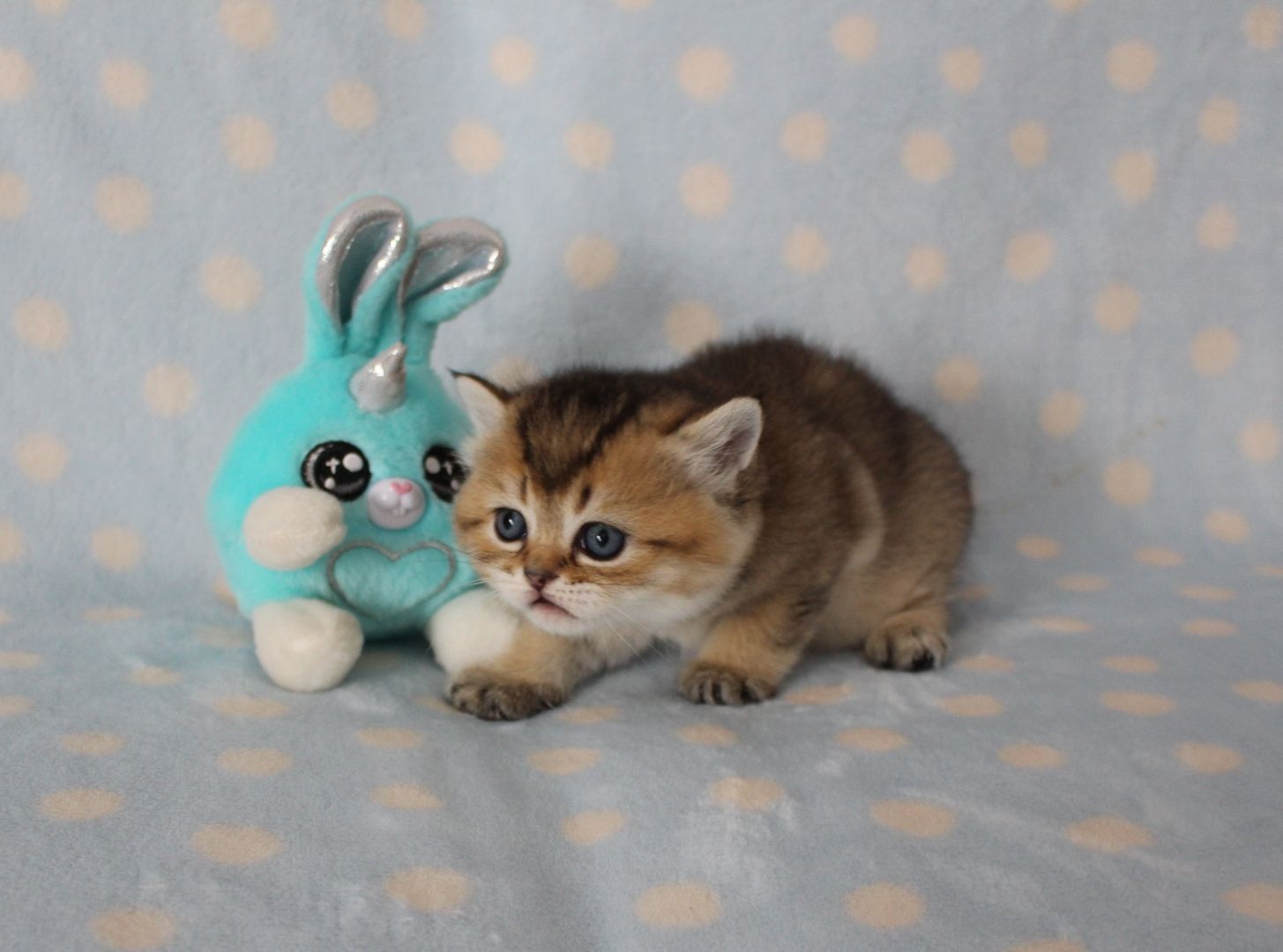 Reinrassige BKH Kitten