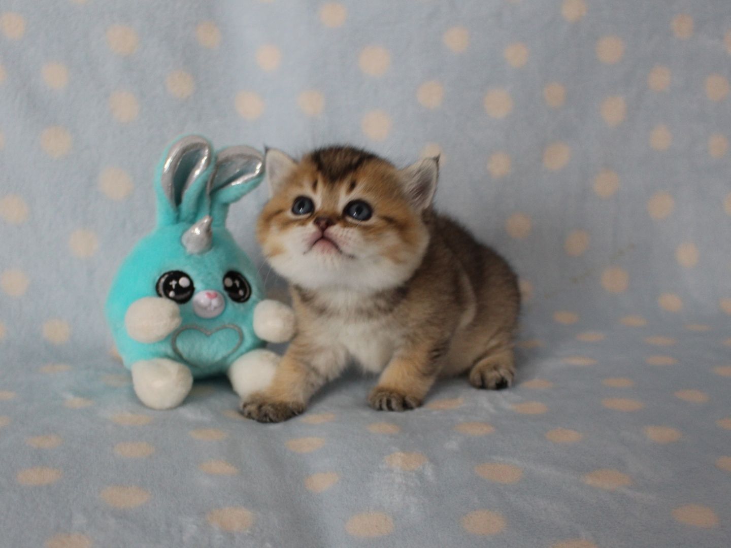 Reinrassige BKH Kitten