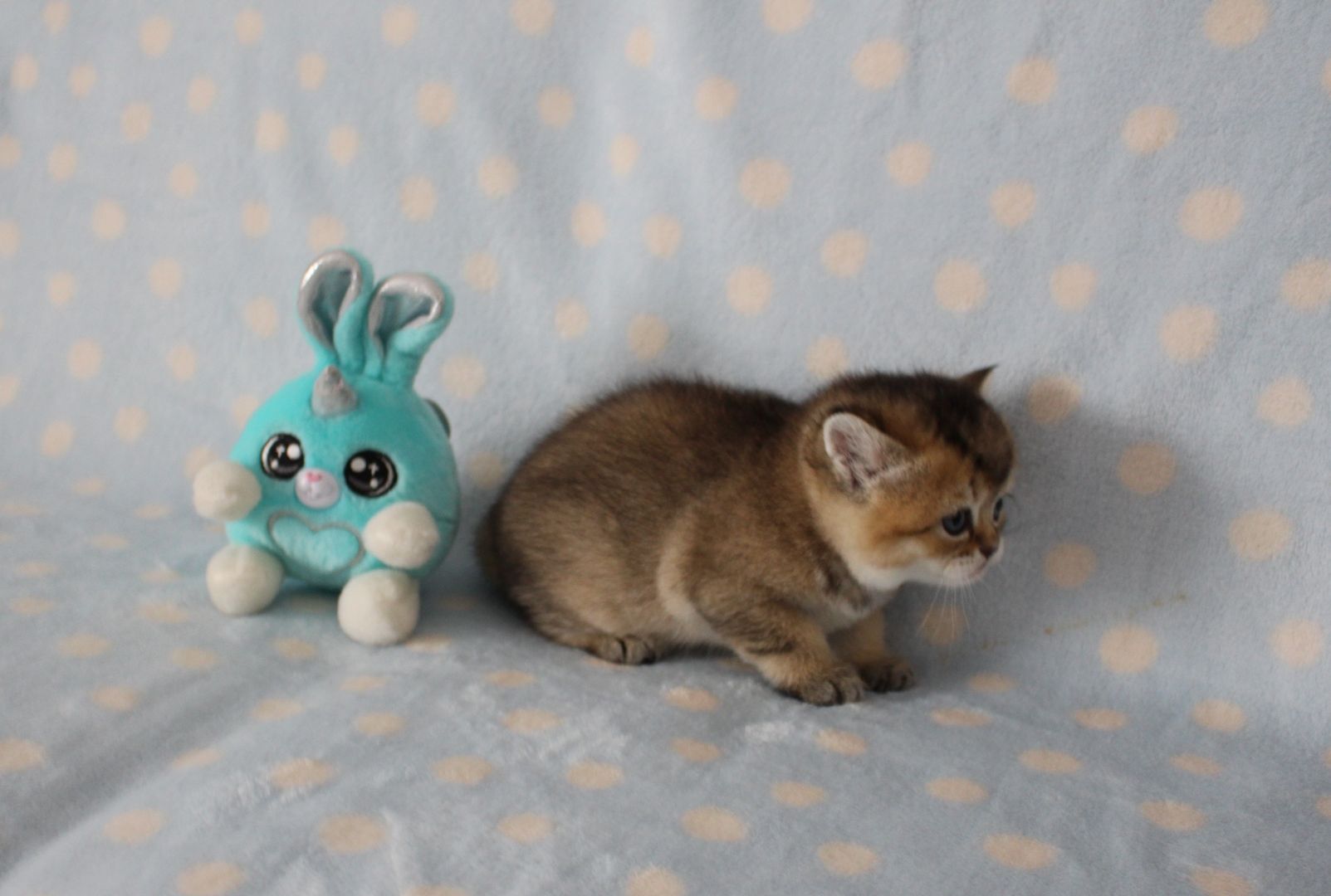 Reinrassige BKH Kitten