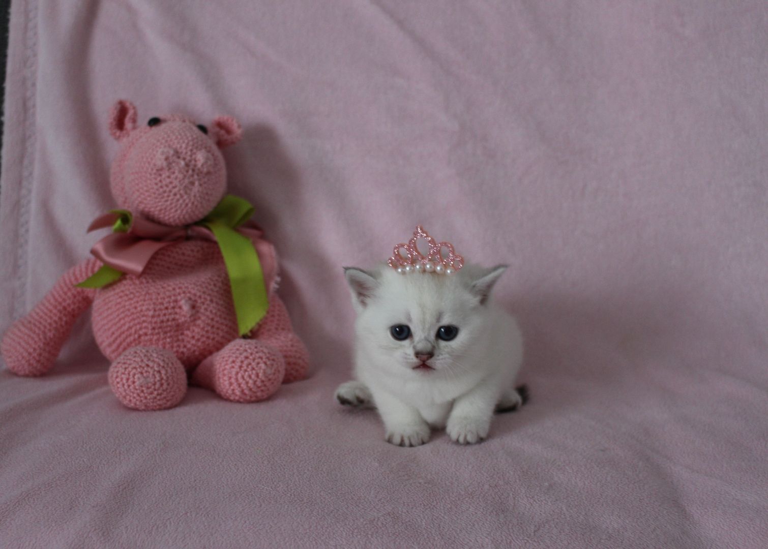 Reinrassige BKH Kitten