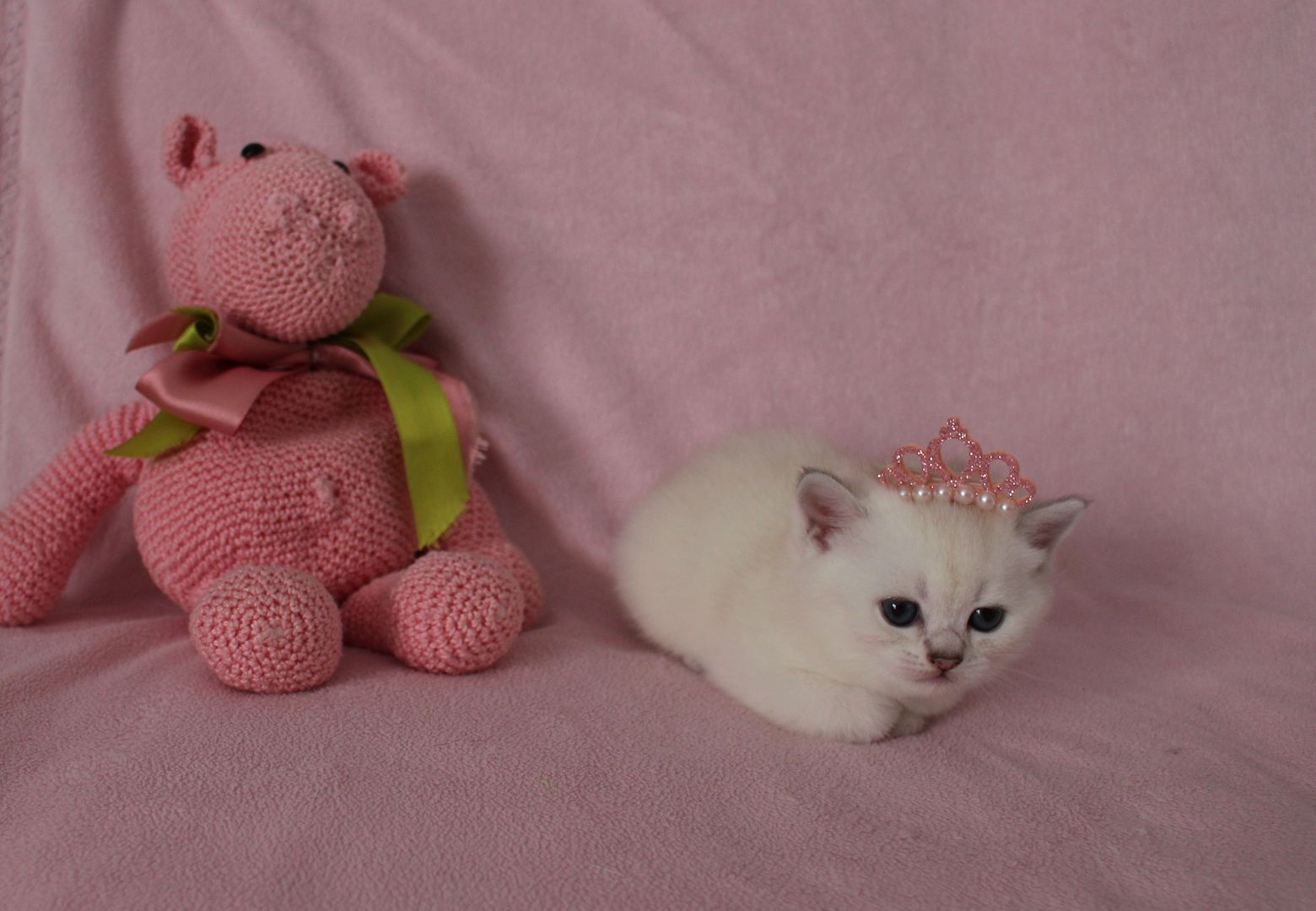 Reinrassige BKH Kitten