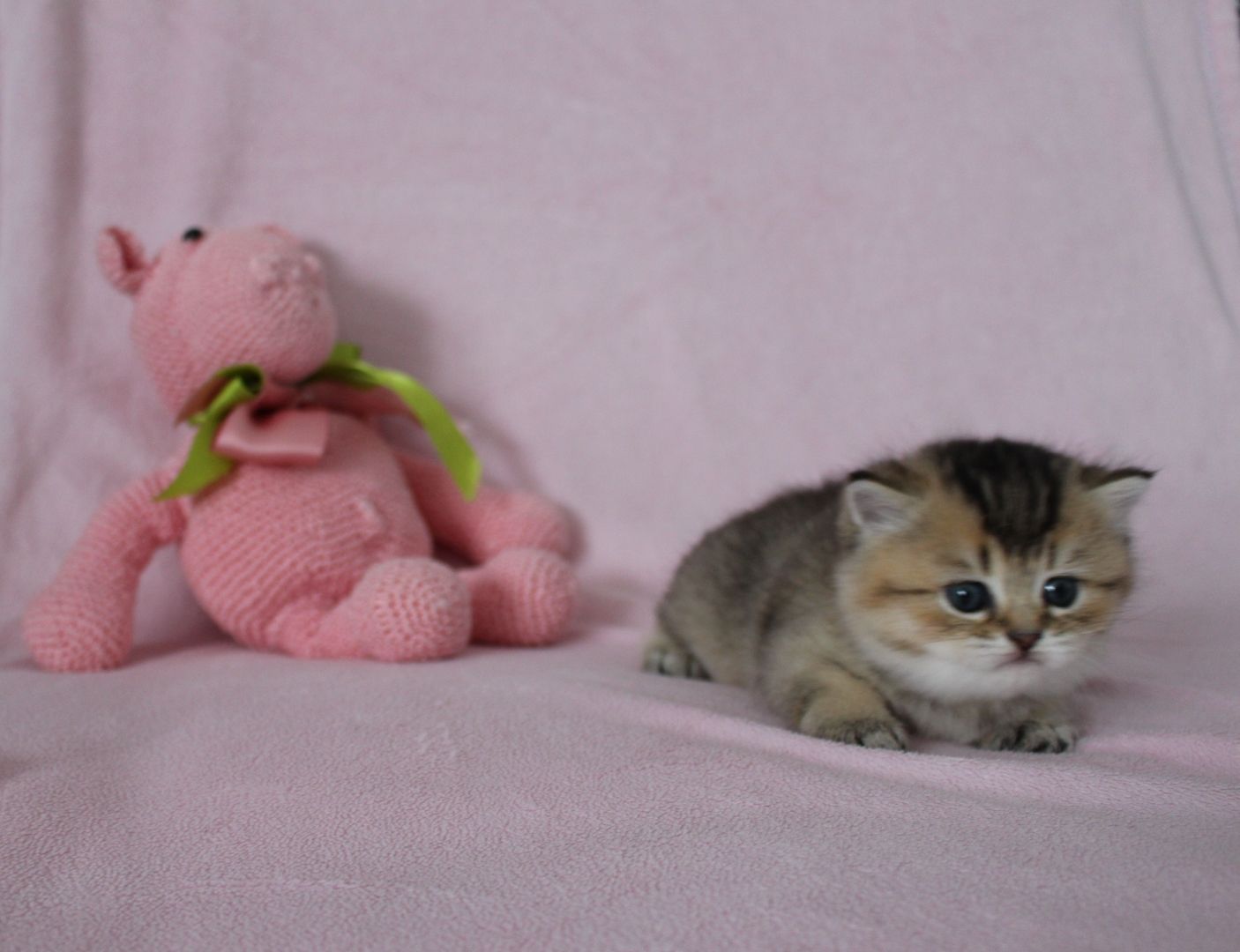 Reinrassige BKH Kitten