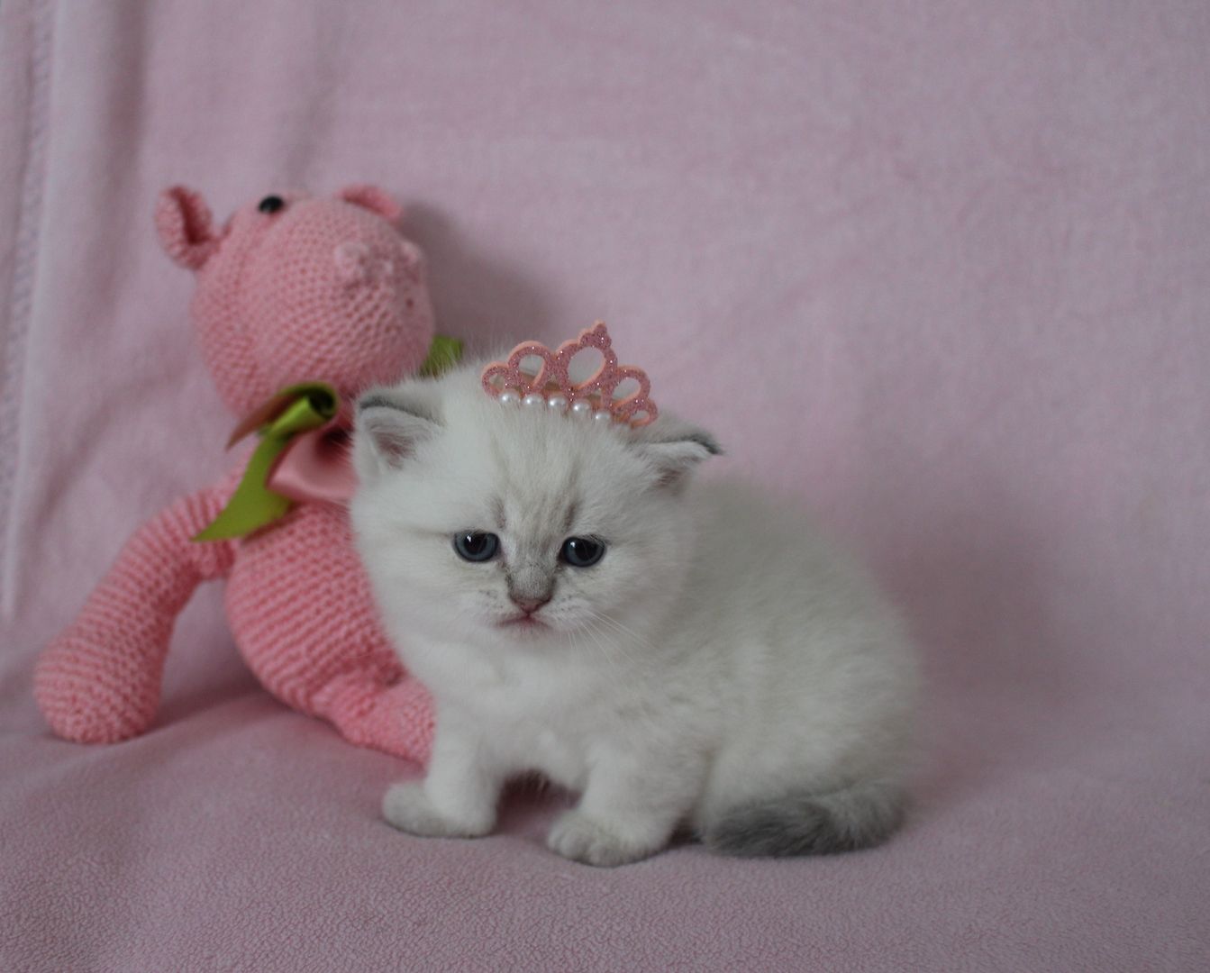 Reinrassige BKH Kitten