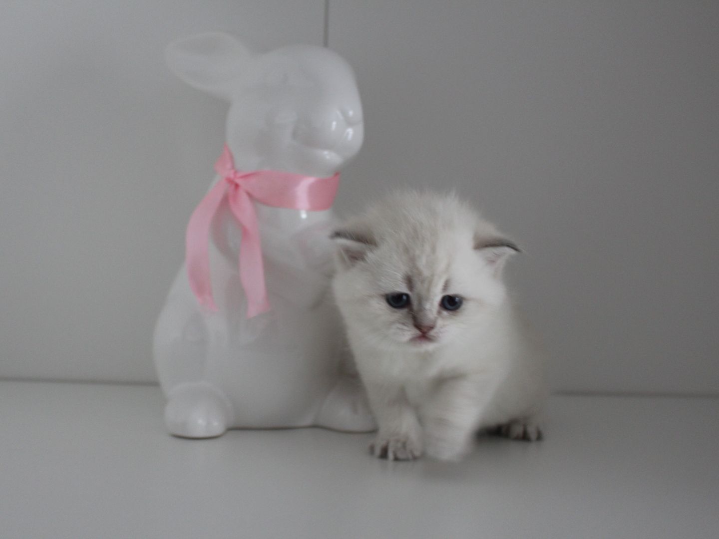 Reinrassige BKH Kitten