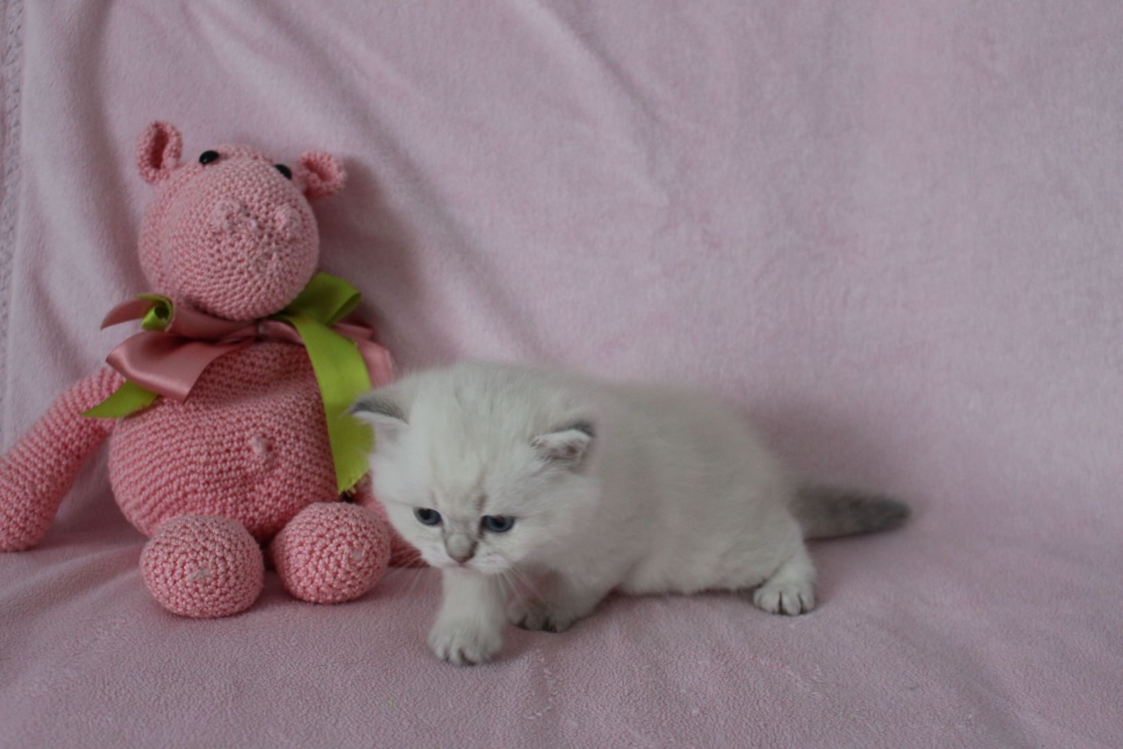 Reinrassige BKH Kitten