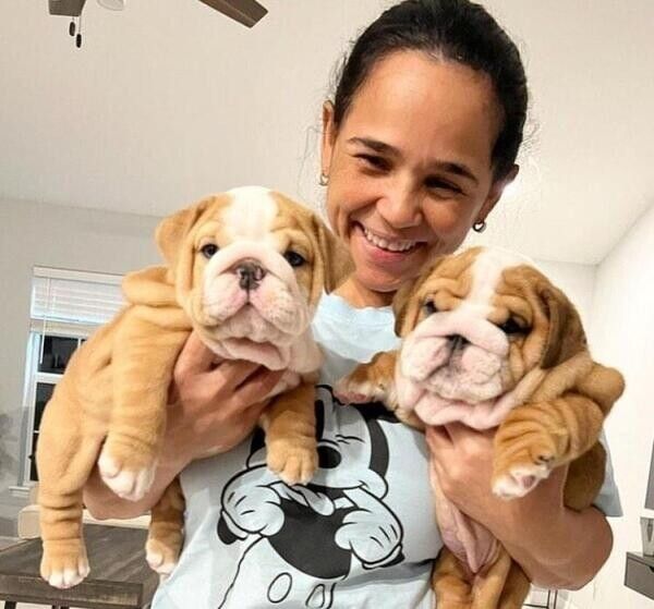 Englische Bulldoggenwelpen suchen ein neues Zuhause.