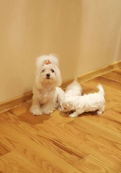 Malteserwelpen zu erschwinglichen Preisen zur Adoption.