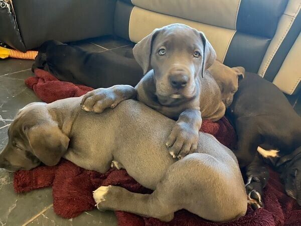 Deutsche Doggenwelpen ab sofort abgabebereit.