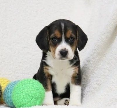 Beagle-Welpen zu verkaufen