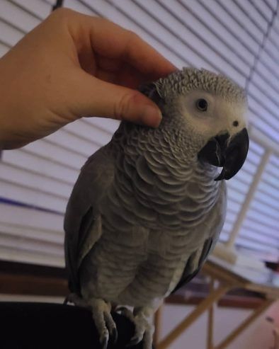 Superzahme Graupapageien