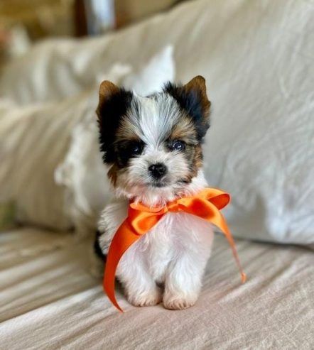 Entzückende Yorkshire-Terrier-Welpen – Bereit für ihr neues Zuhause