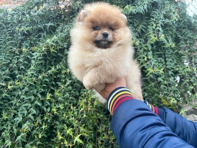 Reinrassige Pomeranian Zwergspitz Boo Welpen