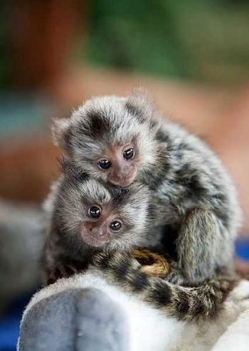 Entzückende Marmosetten-Babys zu haben