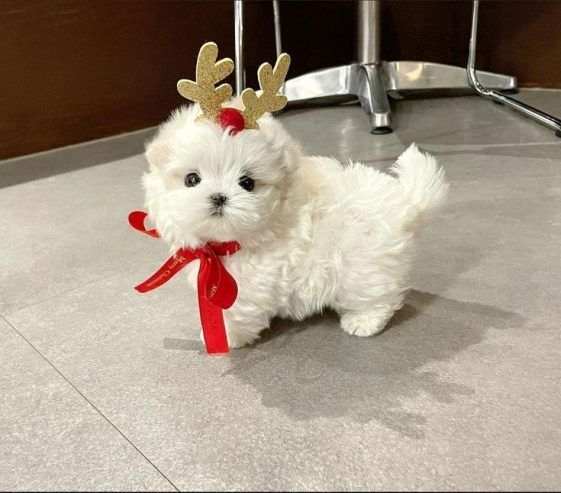 Gesunde Malteser-Welpen