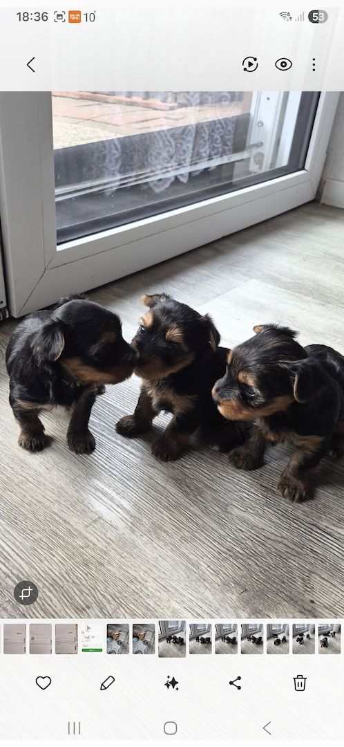 Süße Welpen zuverkaufen