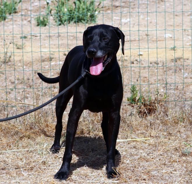 Amadeo - ein guter Kerl