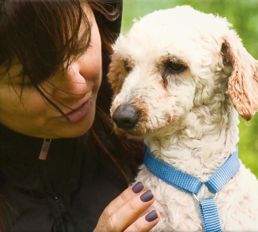 Bunny - ein liebenswerter Pudelmix