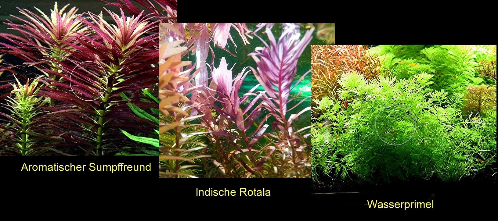 Arom. Sumpffreund, Ind. Rotala, Wasserprimel, ab 3€, Versand