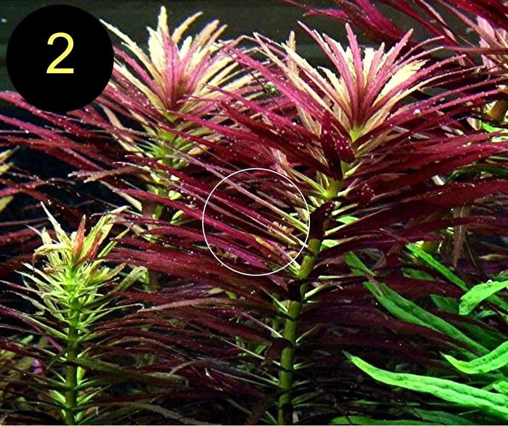 Arom. Sumpffreund, Ind. Rotala, Wasserprimel, ab 3€, Versand