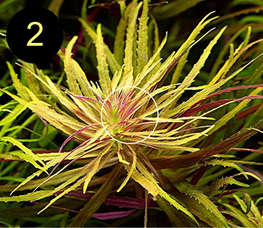 Arom. Sumpffreund, Ind. Rotala, Wasserprimel, ab 3€, Versand