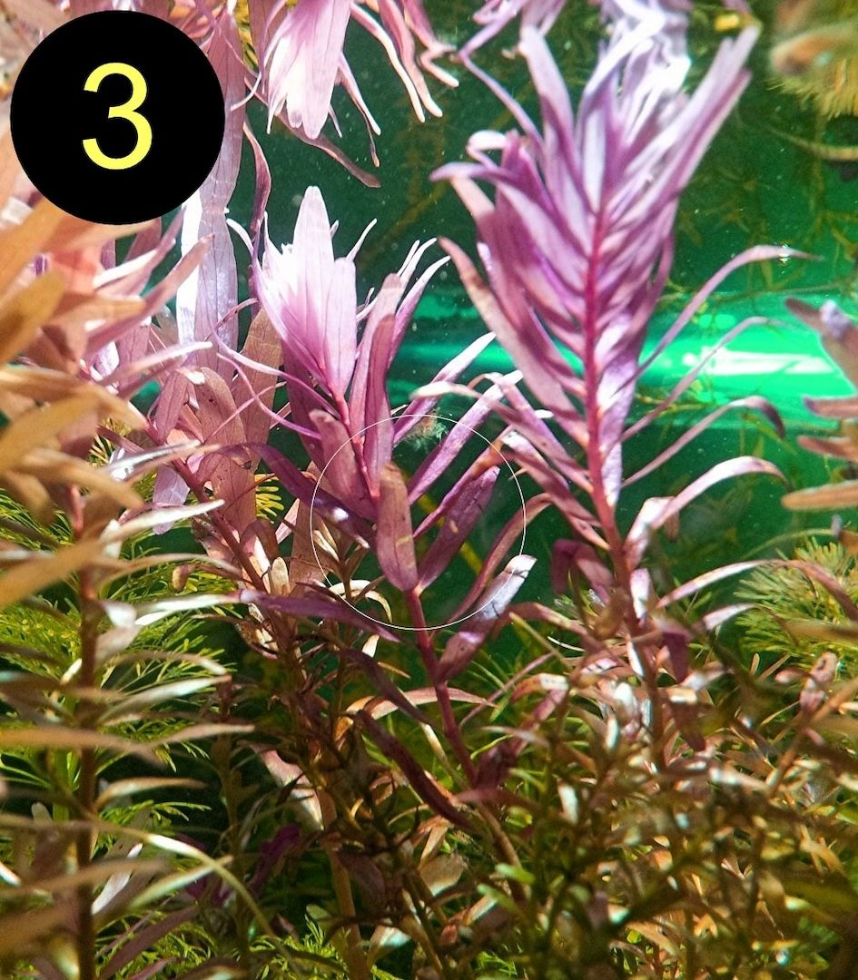 Arom. Sumpffreund, Ind. Rotala, Wasserprimel, ab 3€, Versand