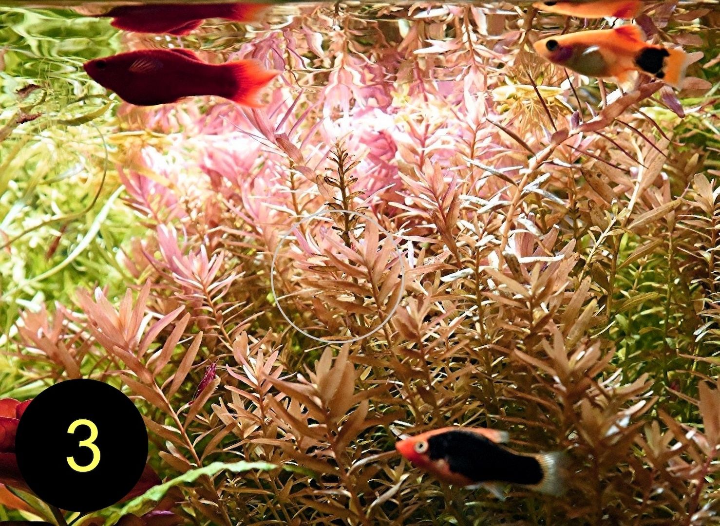 Arom. Sumpffreund, Ind. Rotala, Wasserprimel, ab 3€, Versand