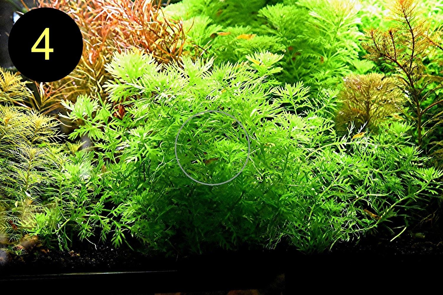 Arom. Sumpffreund, Ind. Rotala, Wasserprimel, ab 3€, Versand